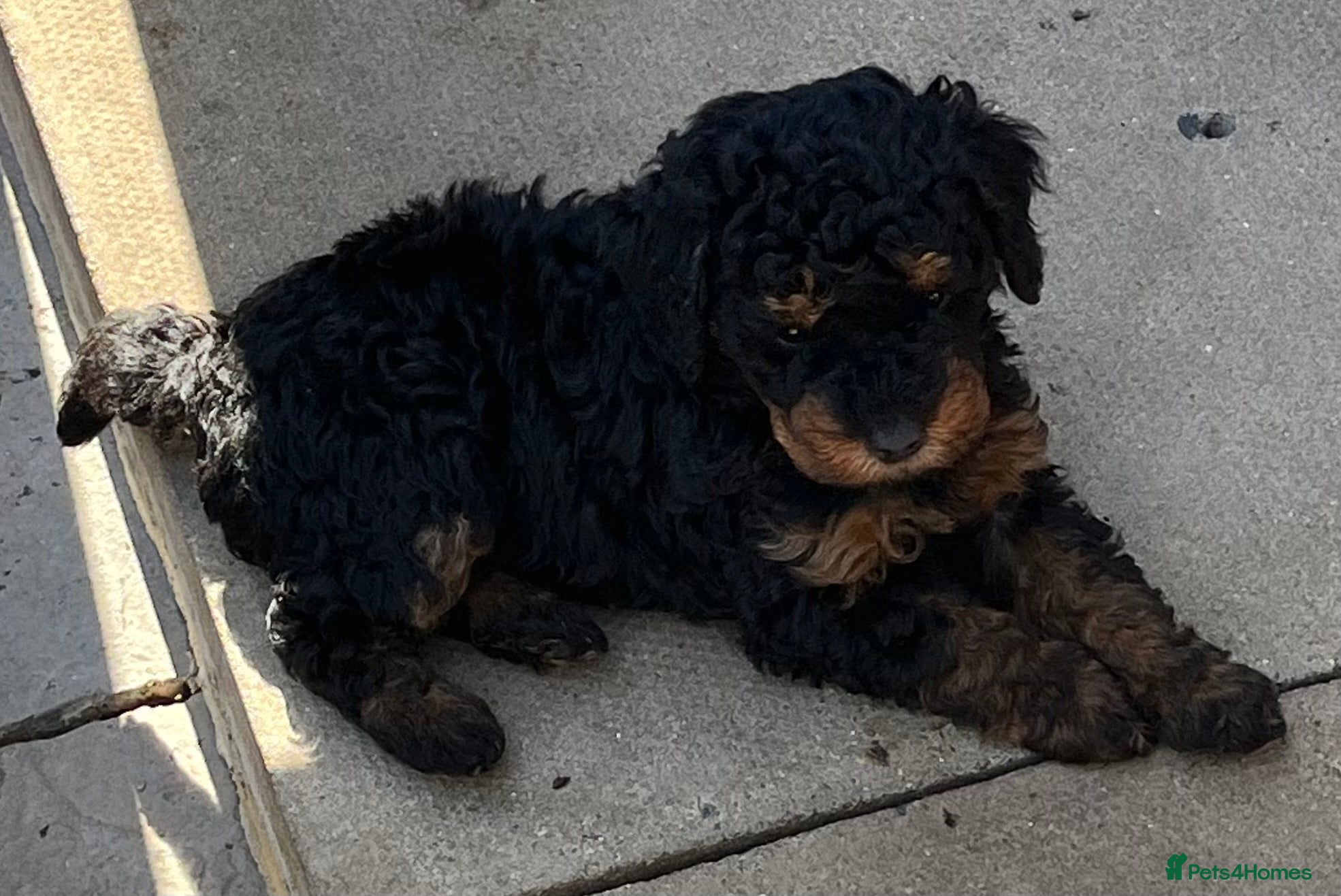 Toy Poodle dogs Toy Poodle puppies KC reg heath and DNA clear - Advert 14