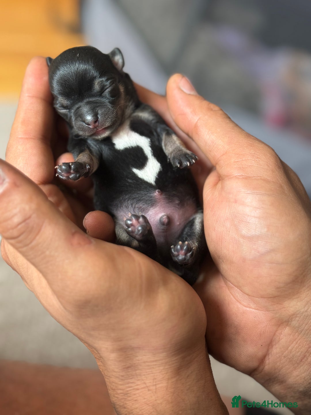 Chihuahua dogs for sale: Beautiful chihuahua Pups for sale  - Image 5