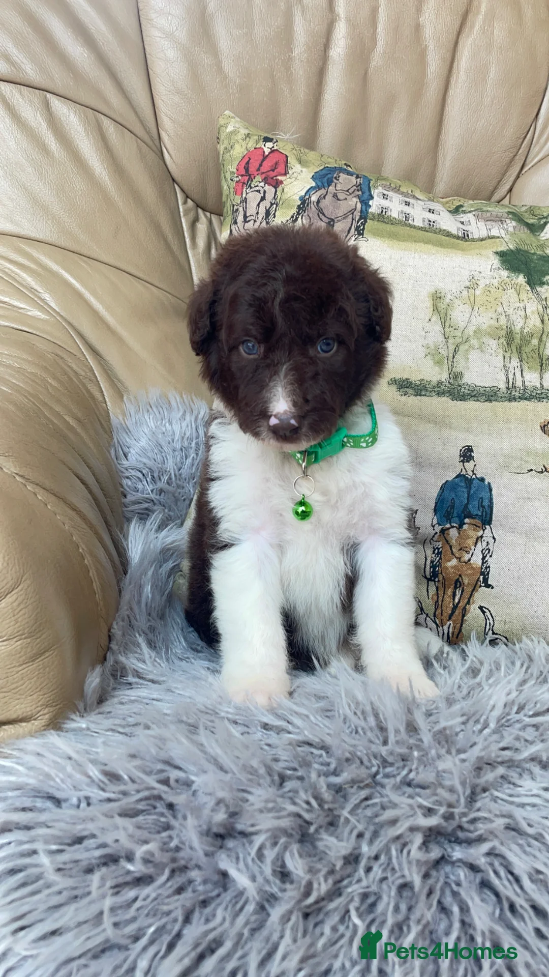 Bordoodle dogs for sale: Bordoodle boys and girls  - Advert 2