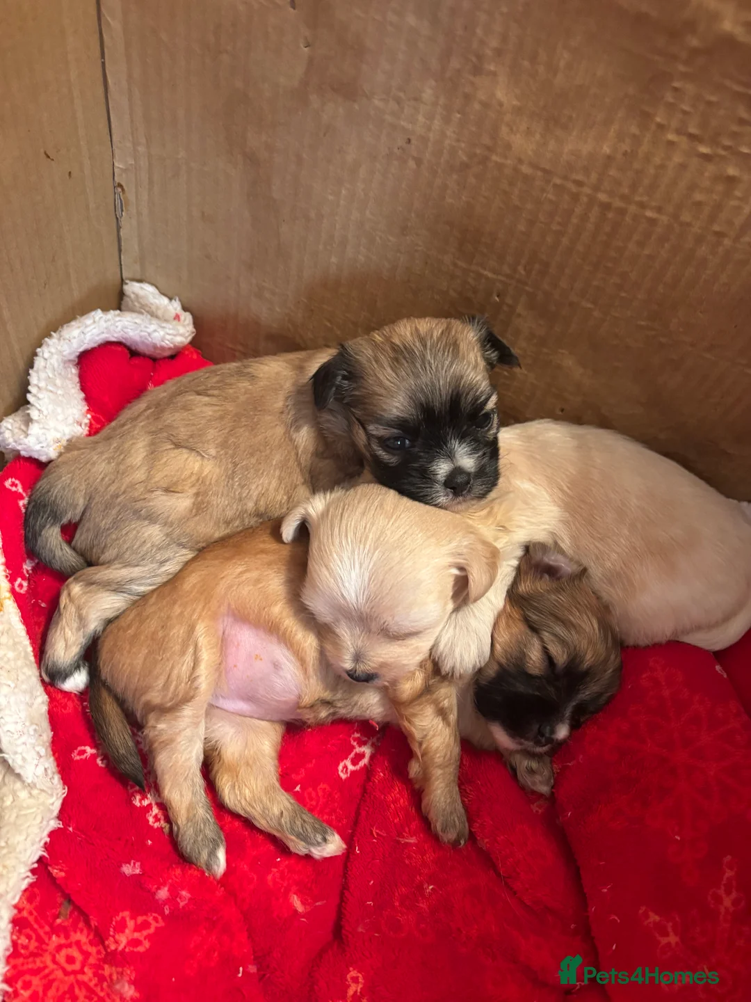 Mixed Breed dogs for sale: 3 Beautiful Chorkies girls - Advert 4