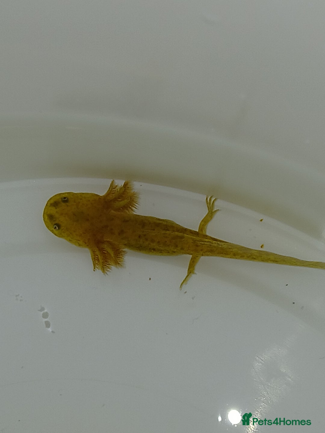 Other/Mixed Breed fish for sale: Axolotls babies gold and copper  - Advert 6