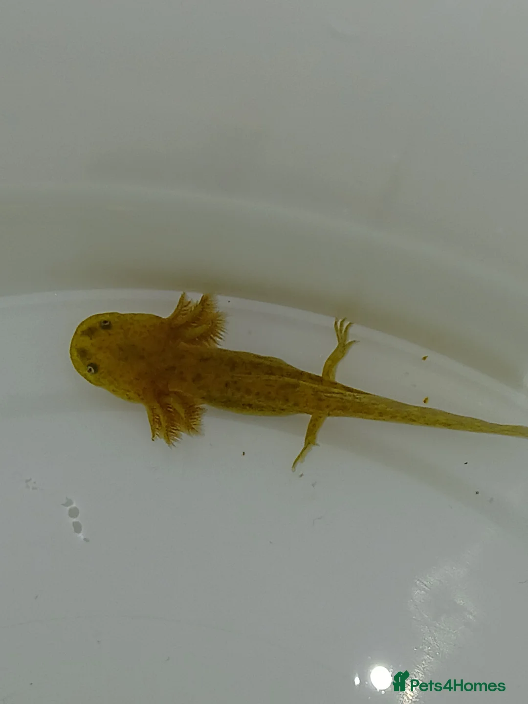 Other/Mixed Breed fish for sale: Axolotls babies gold and copper  - Advert 3