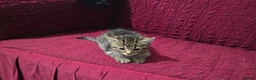 Bengal cats for sale: Last bengal mix kitten left  - Advert 4