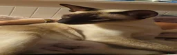 Siamese cats for sale: 2 Siamese  kittens available  for RESERVATION  - Advert 8