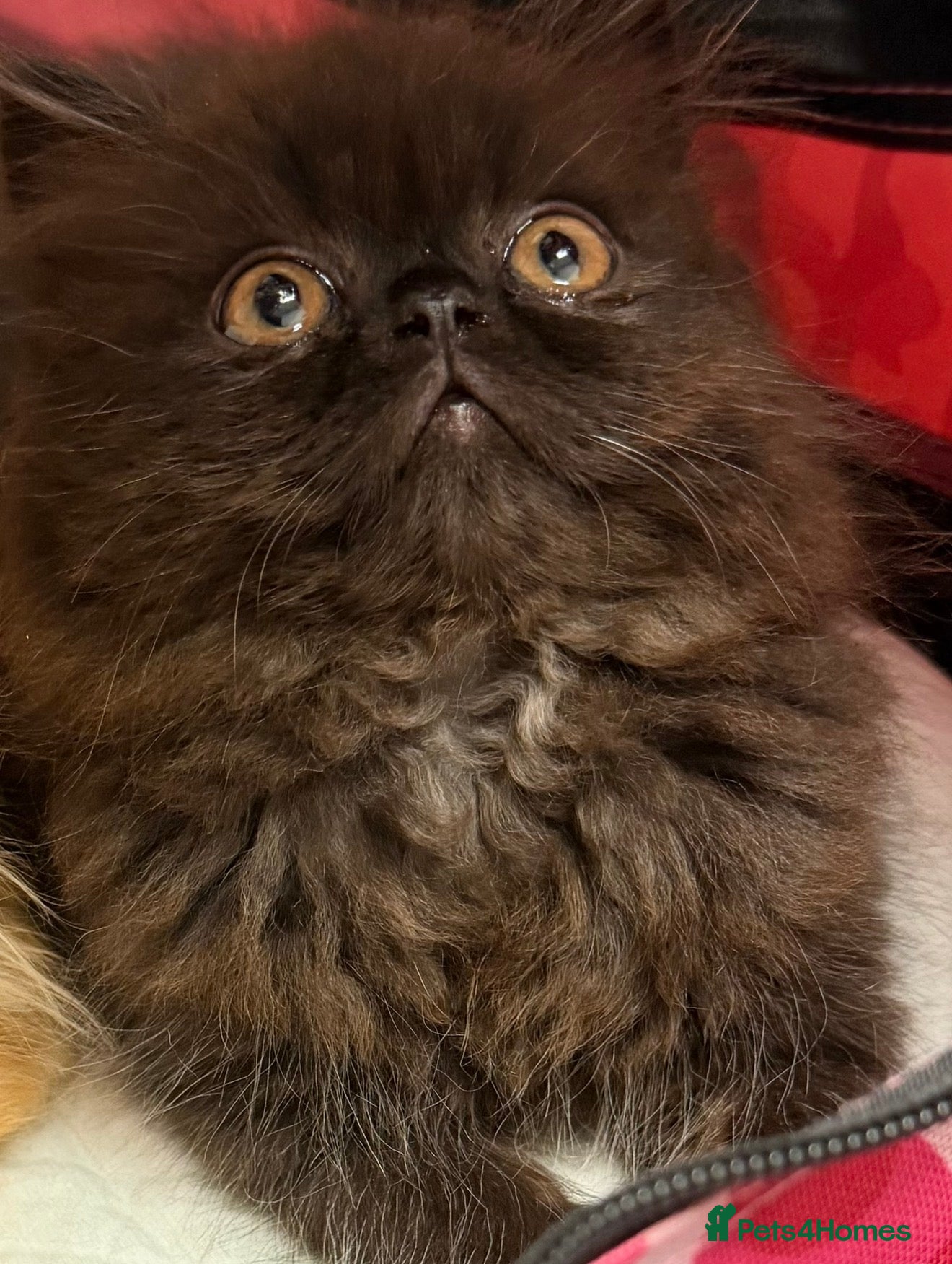 Persian cats Pedigree Registered Persians  - Advert 2