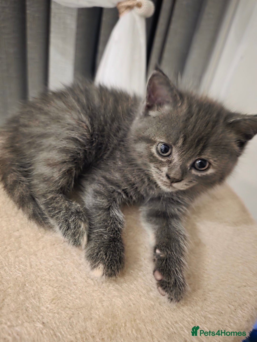 Mixed Breed cats for sale: Red point Ragdoll X Blue British Shorthair - Image 3