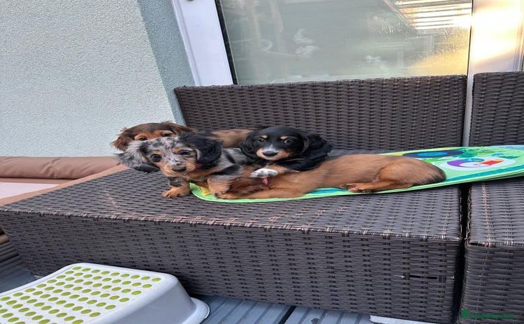 Dachshund dogs - Advert 13
