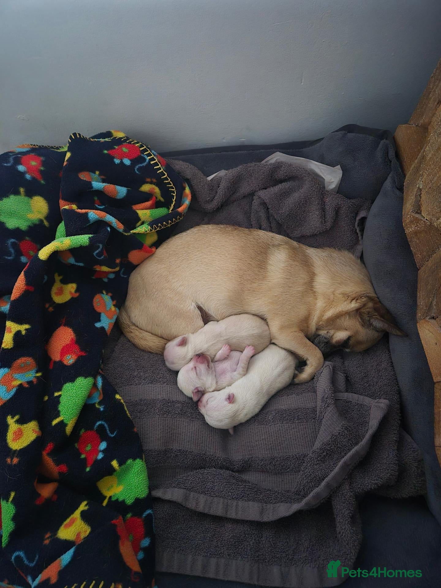 Chihuahua dogs Chihuahua Pups For Sale - Advert 11