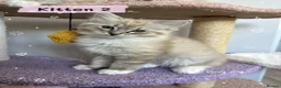 Ragdoll cats for sale: Amazing Ragdoll kittens in Leighton Buzzard - Advert 13