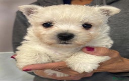 West Highland Terrier dogs for sale: Westdrew Westies - 5 star licensed breeder - Image 1