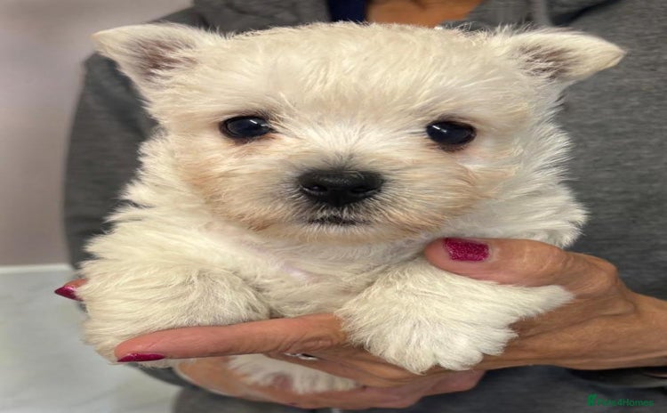 West Highland Terrier dogs - Advert 7