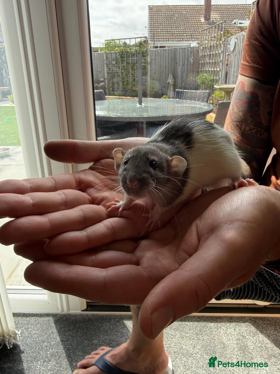 Rat rodents for sale: Two tame male rats and full setup in Walton on the Naze - Advert 2