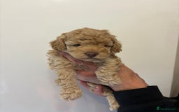 Toy Poodle dogs for sale: 🤩 4 stunning toy poodles 🤩 - Image 5
