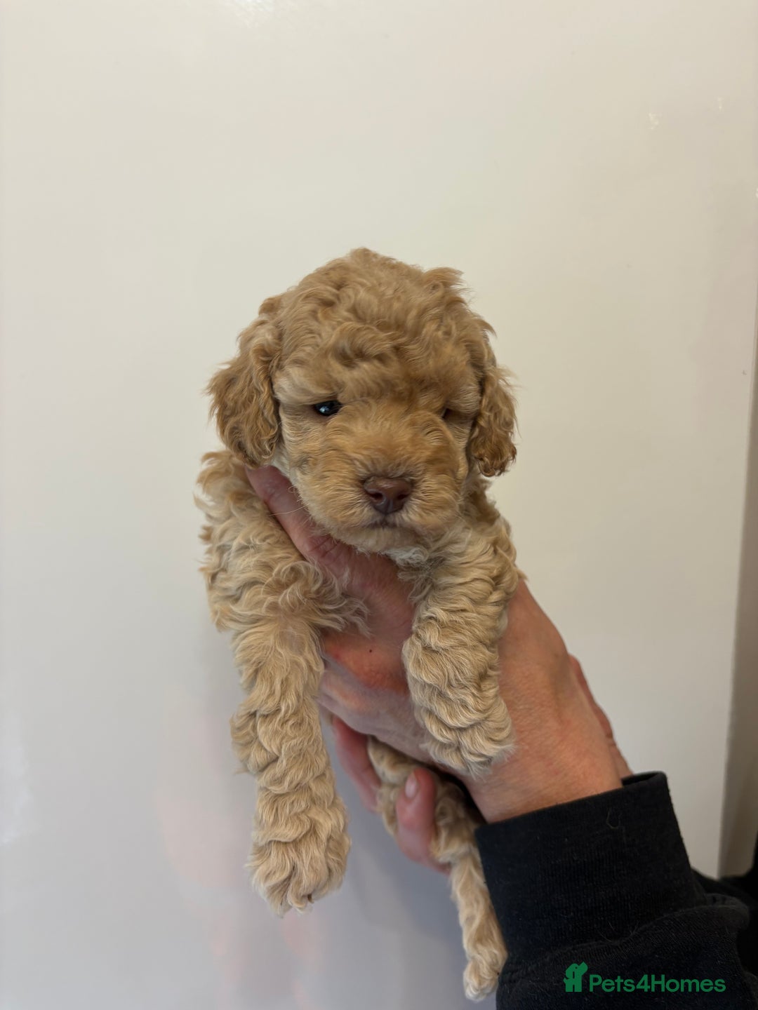 Toy Poodle dogs for sale: 🤩 4 stunning toy poodles 🤩 - Image 5
