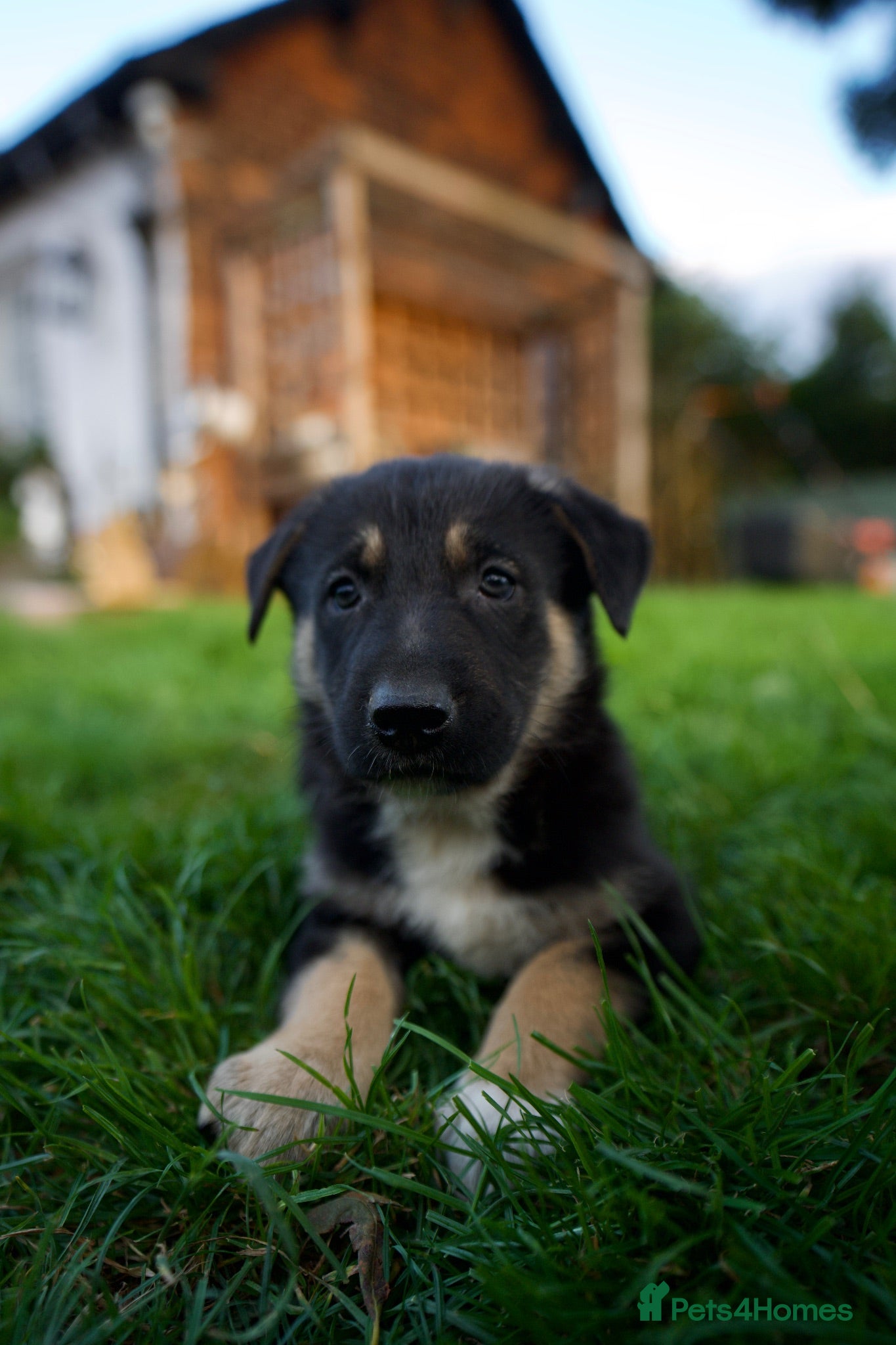 Mixed Breed dogs Beautiful FarmBred Shollie Puppies–Ready16thAugust - Advert 1