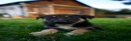 Mixed Breed dogs for sale: Beautiful FarmBred Shollie Puppies–Ready16thAugust - Advert 6