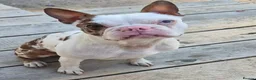 Boston Terrier dogs for sale: Healthy,Friendly&Full of Character-Boston Terriers in Leeds - Advert 7