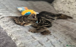 American Shorthair cats for sale: Tabby Kitten  - Image 33