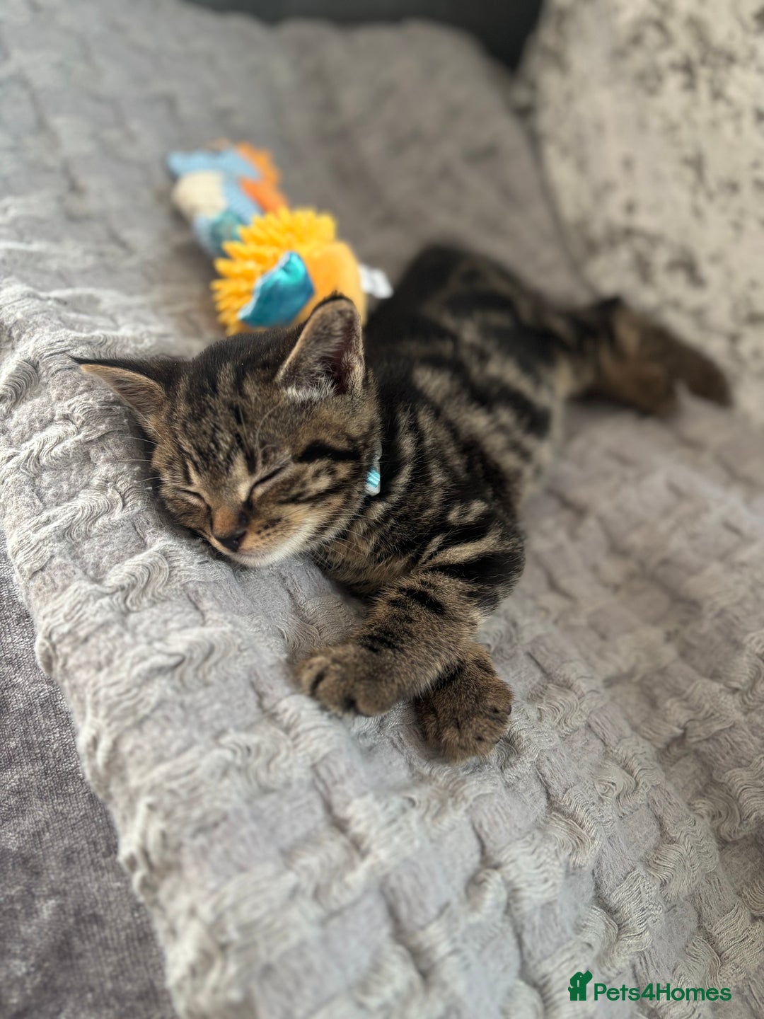 American Shorthair cats for sale: Tabby Kitten  - Image 33