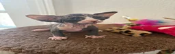 Sphynx cats for sale: Unusual Sphinx’s kittens  - Advert 17