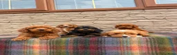 Cockapoo dogs for sale: F1 Cockapoos (council licensed)  in Stourport-on-Severn - Advert 14