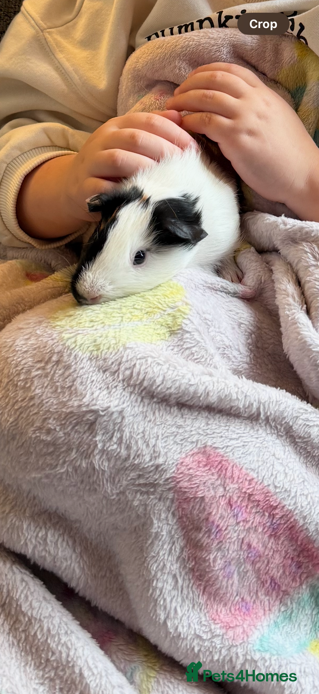 Guinea Pig rodents for sale: 2 Young Male Guinea Pigs - Cage included - Advert 5