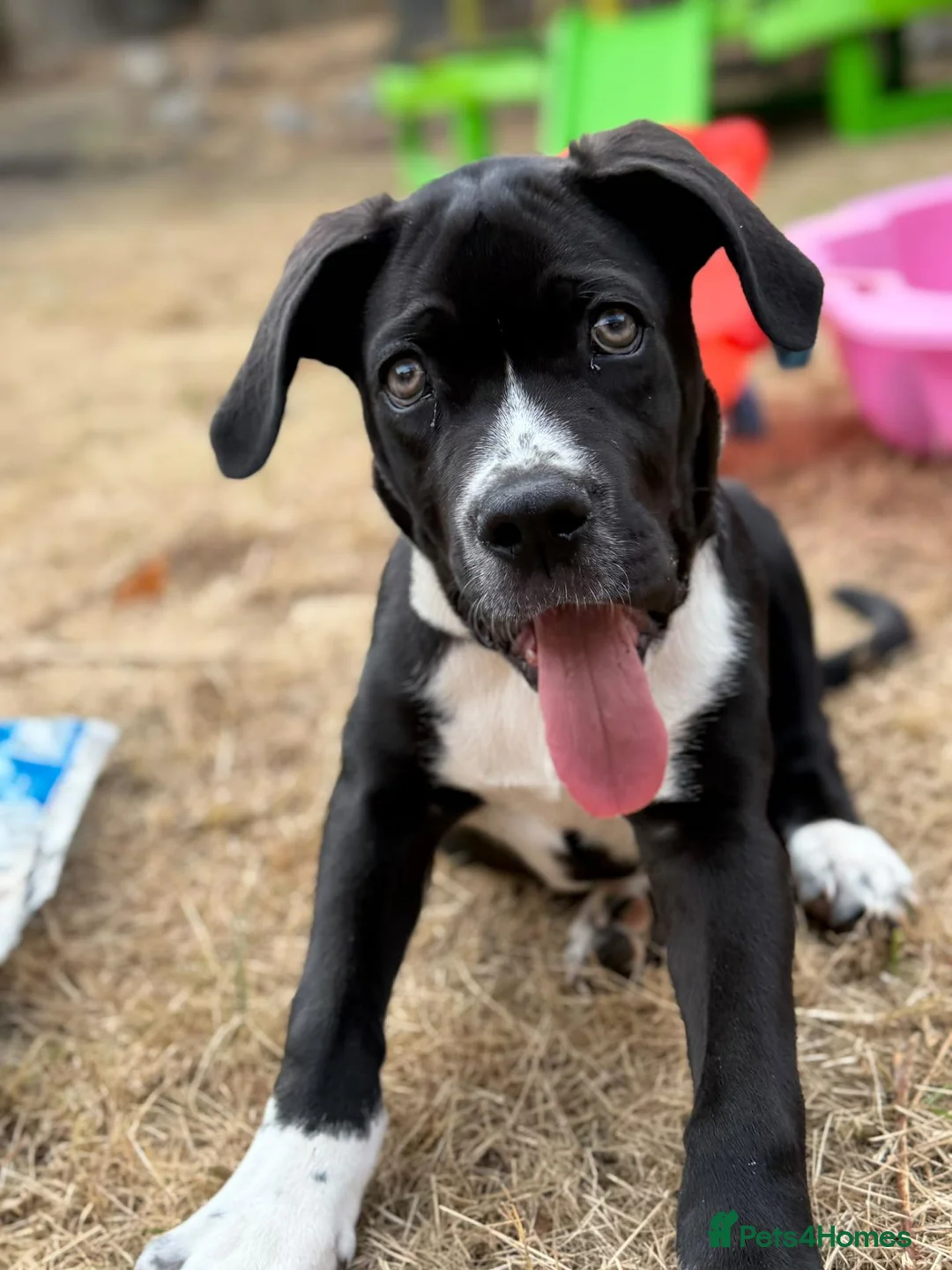 Cane Corso dogs for sale: Zeus cane corso - Advert 4