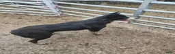 Border Collie dogs for sale: Border Collie Pups  - Advert 3