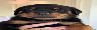 Gertrude