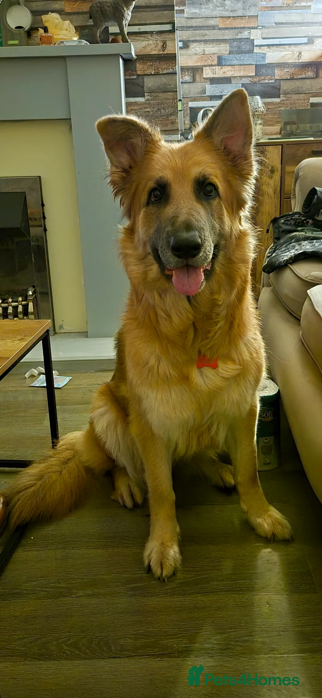 German Shepherd dogs for sale: Free to experienced home German shepherd - Advert 2