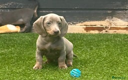 Miniature Dachshund dogs for sale: REDUCED AGAIN READY NOW MINIATURE DACHSHUNDS - Image 4