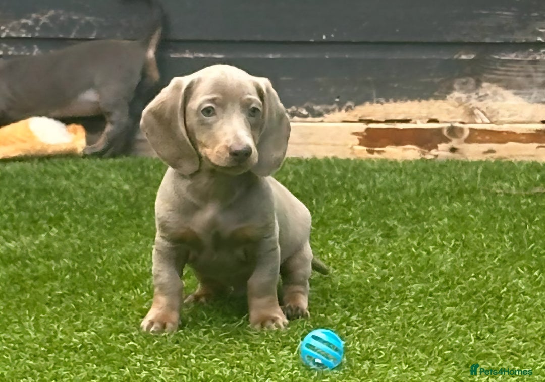 Miniature Dachshund dogs for sale: REDUCED AGAIN READY NOW MINIATURE DACHSHUNDS - Image 4