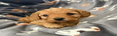 Cavapoo Puppy 3