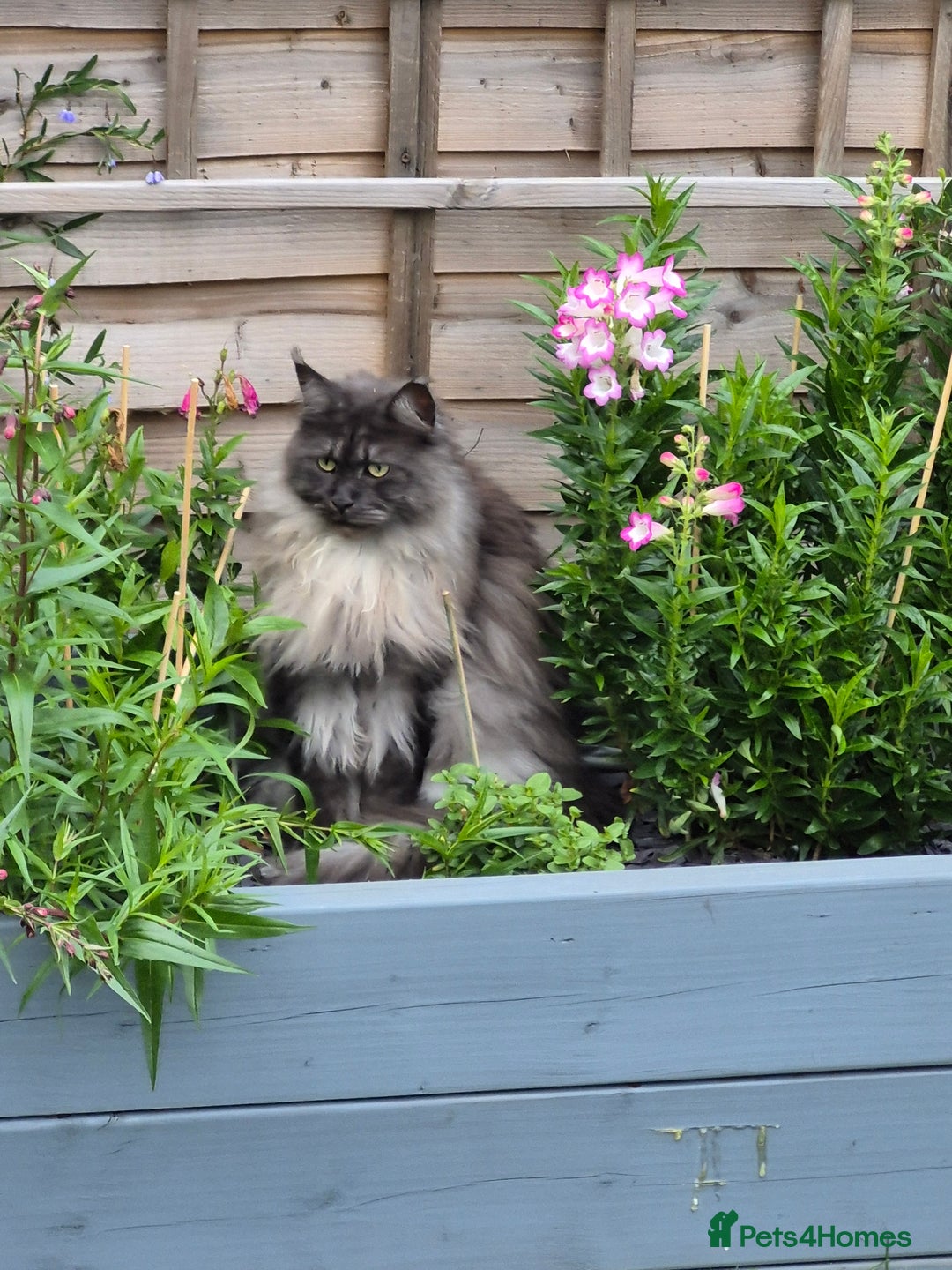 Maine Coon cats for sale: Maine coon cat - Advert 2