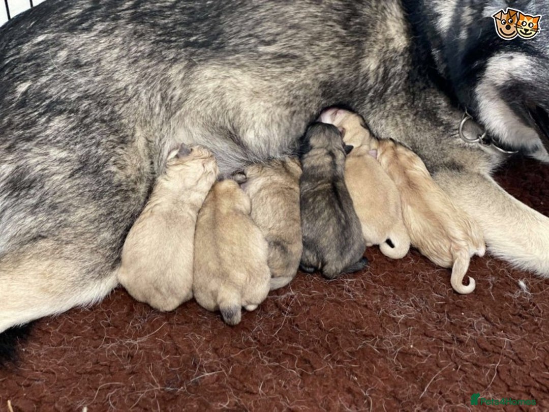 Pomchi dogs for stud: Best stud around Champions in every generation  in Coventry - Image 3