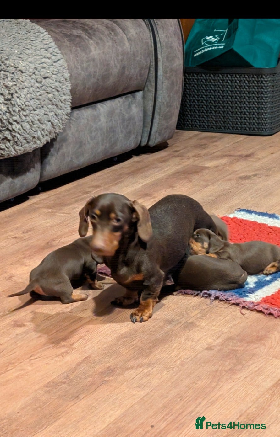 Miniature Dachshund dogs Gorgeous miniature chocolate dachshund  - Advert 2