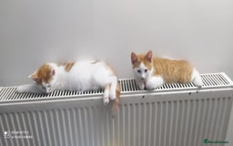Mixed Breed cats for sale: Two lovely boys looking for their forever homes  - Image 4