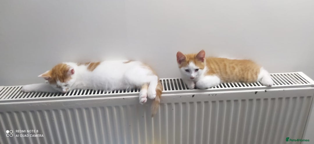 Mixed Breed cats for sale: Two lovely boys looking for their forever homes  - Image 4