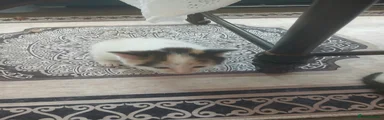 Mixed Breed 3