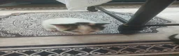 Mixed Breed cats for sale: Famale and male cats for sale  in Newport - Advert 3