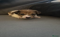 Jack Russell dogs for sale: One boy and one girl Jack Russell left  - Image 4