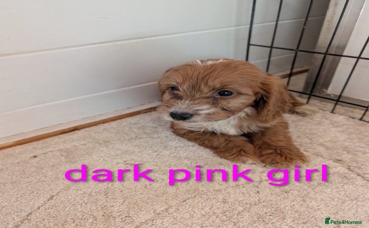 Cockapoo dogs - Advert 7