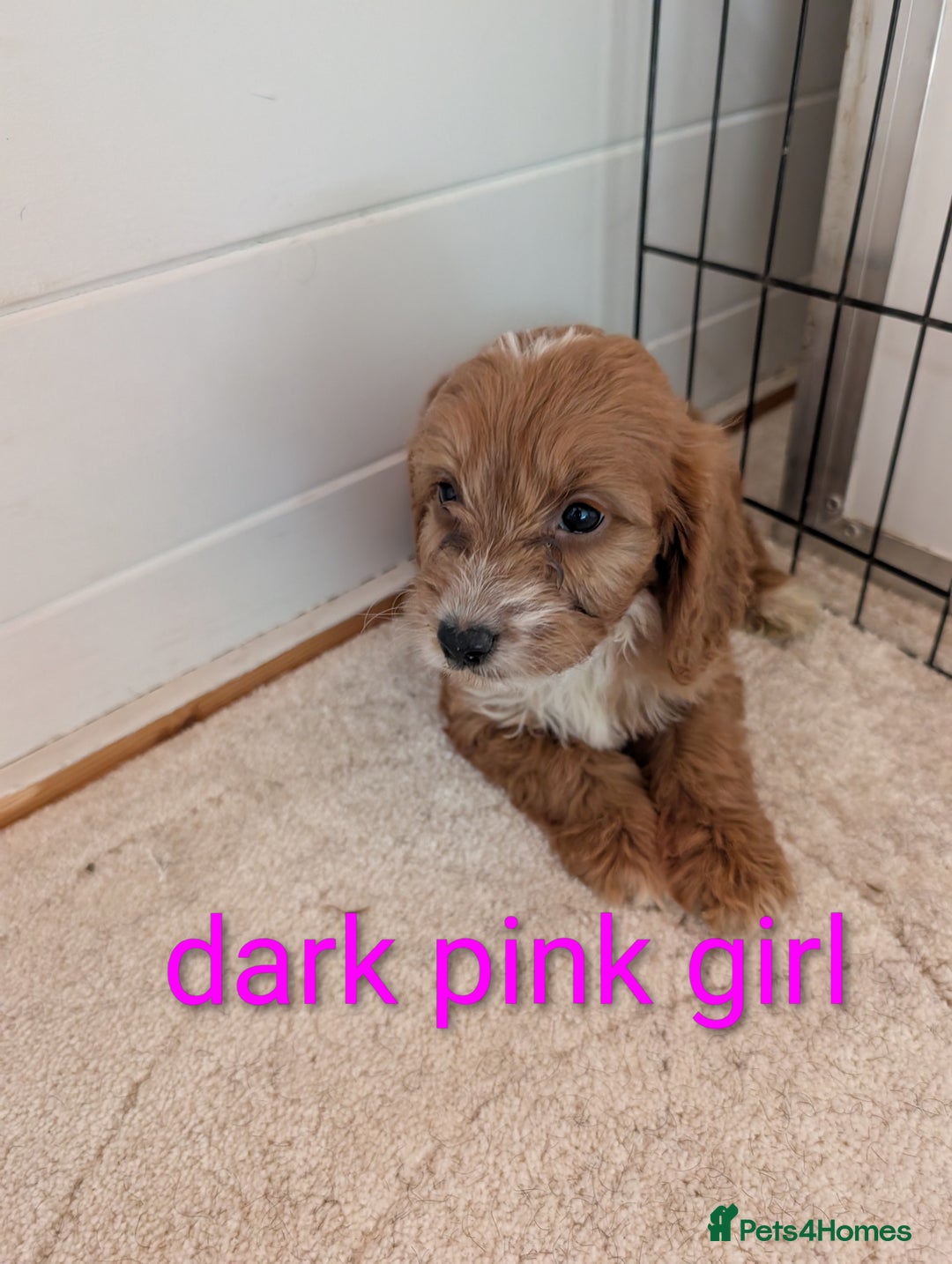 Cockapoo dogs for sale: Stunning f1 Cockapoo puppy's  - Image 1