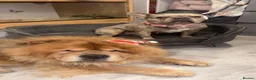 Chow Chow dogs for sale: Male chow chow  in Wellingborough - Advert 3