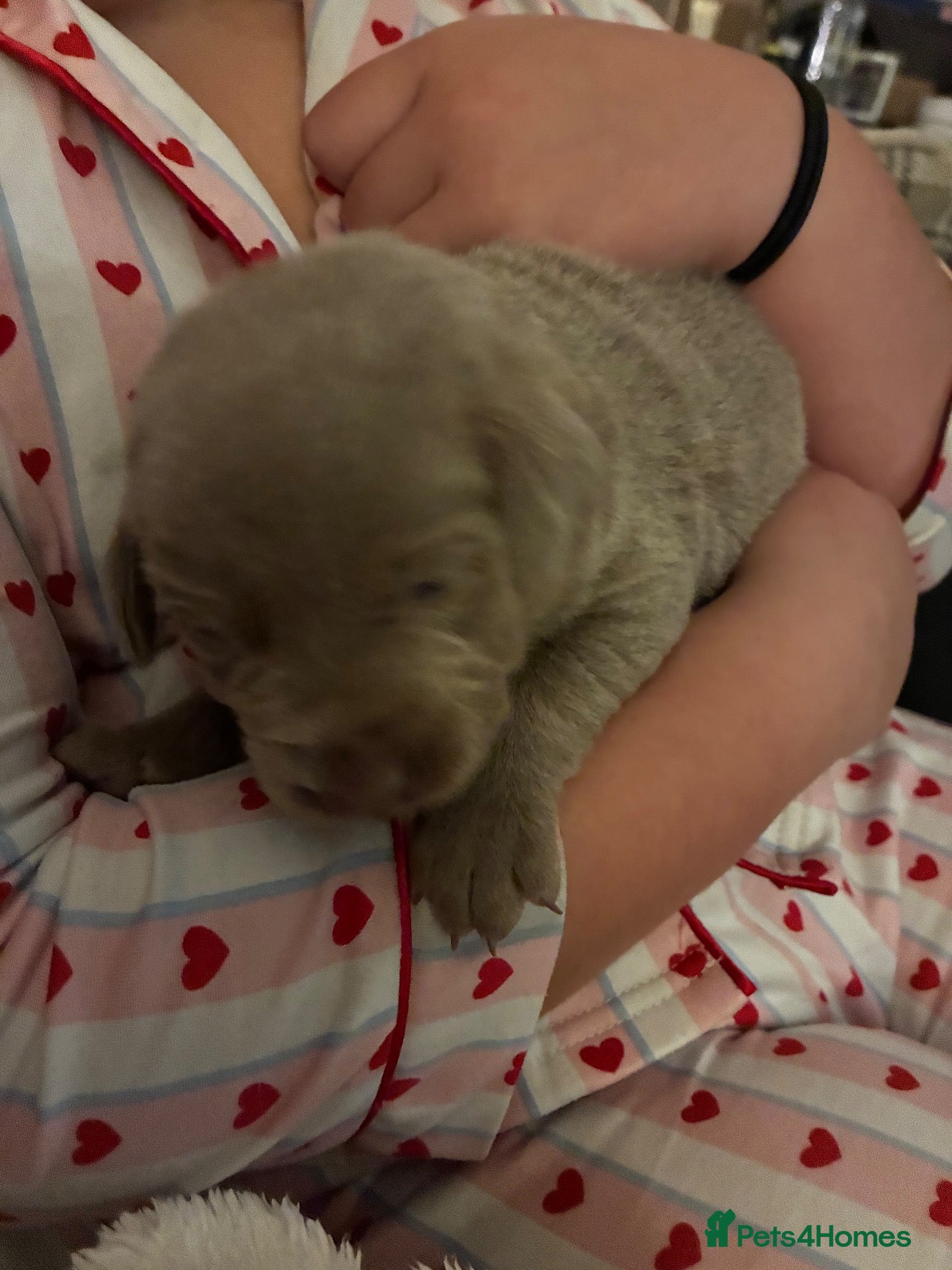 Labrador Retriever dogs Dna clear kc silver labrador pups  - Advert 1
