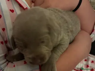 Labrador Retriever dogs Dna clear kc silver labrador pups - Advert 3