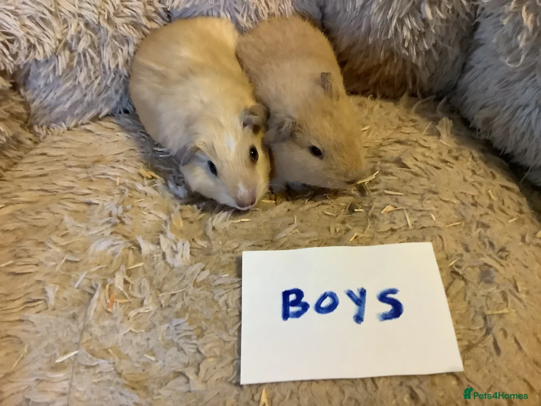 Guinea Pig rodents for sale: Lovely Baby Teddy, Cali, Satin Carrier Guinea Pigs - Advert 9