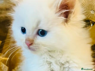 Ragdoll cats Ragdoll babies - Advert 12