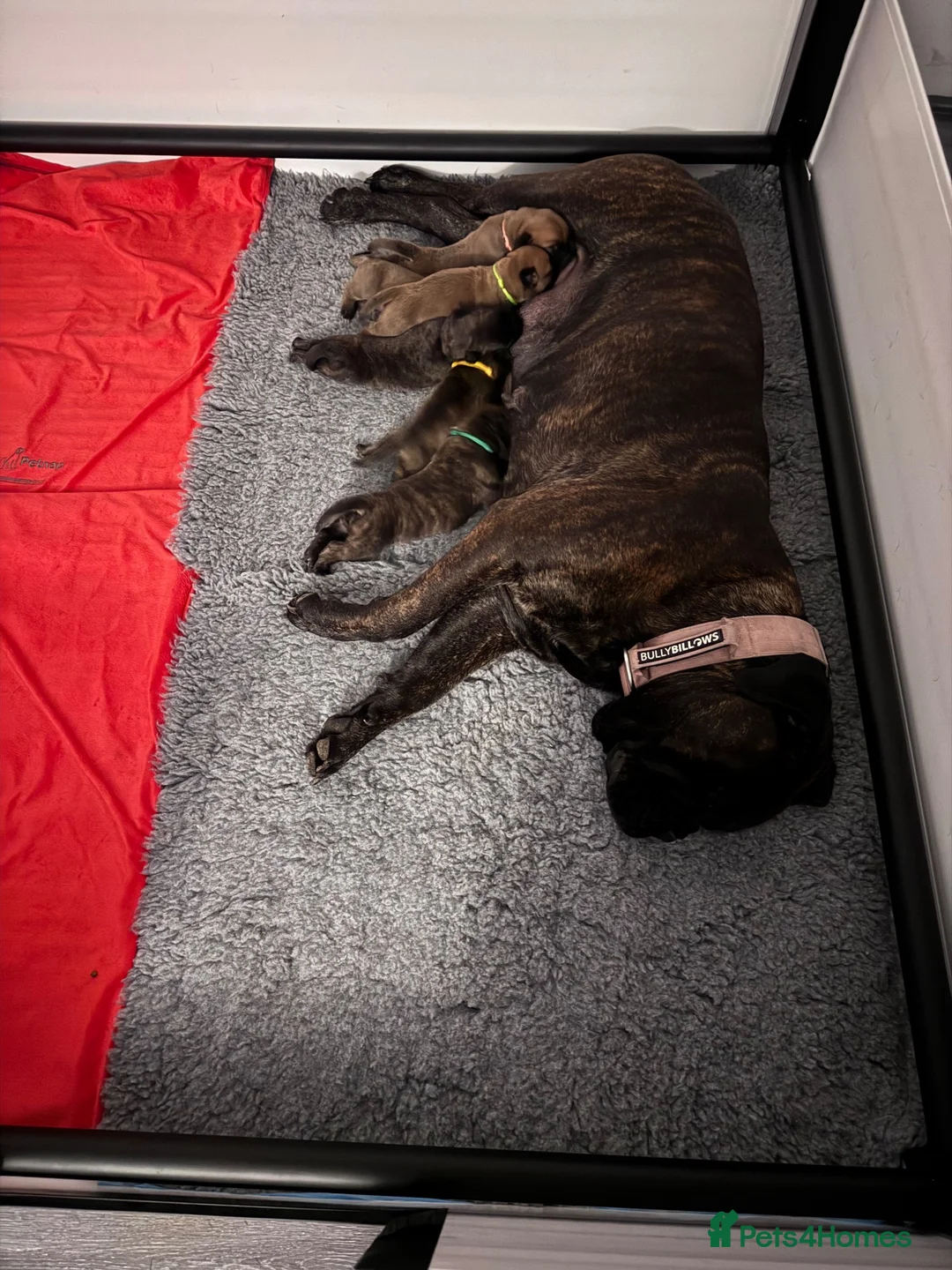 Bullmastiff dogs for sale: Purebred Bullmastiff puppies - 3 Boys and 3 girls - Advert 1