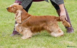 Cocker Spaniel dogs for stud: Outstanding Show Cocker for stud  - Image 12